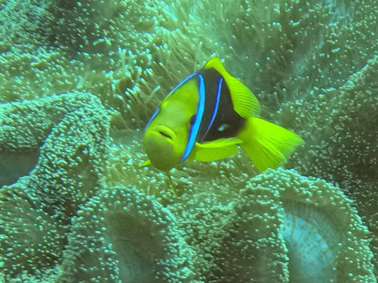 Purple Turtle Fiji-丹娜努岛必去景点