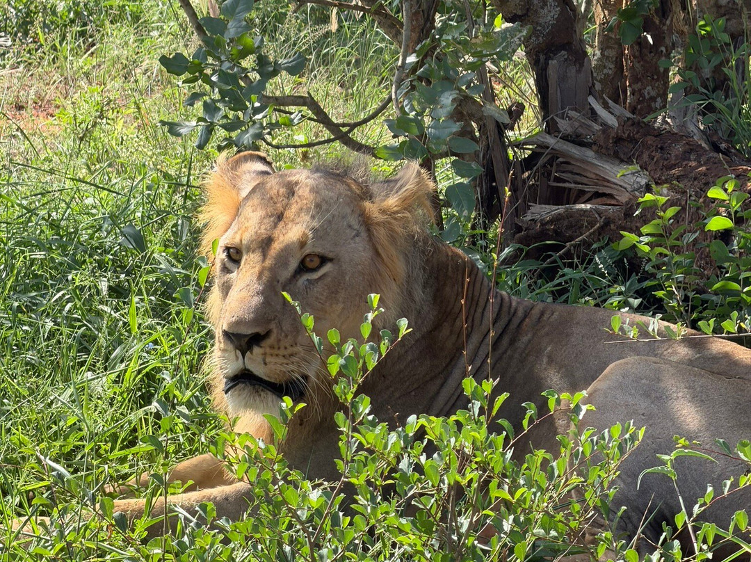 Discovery Kenya con Fragola-瓦塔木必去景点