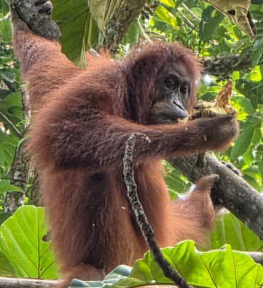 Explore Sumatra Wonder-武吉拉旺必去景点