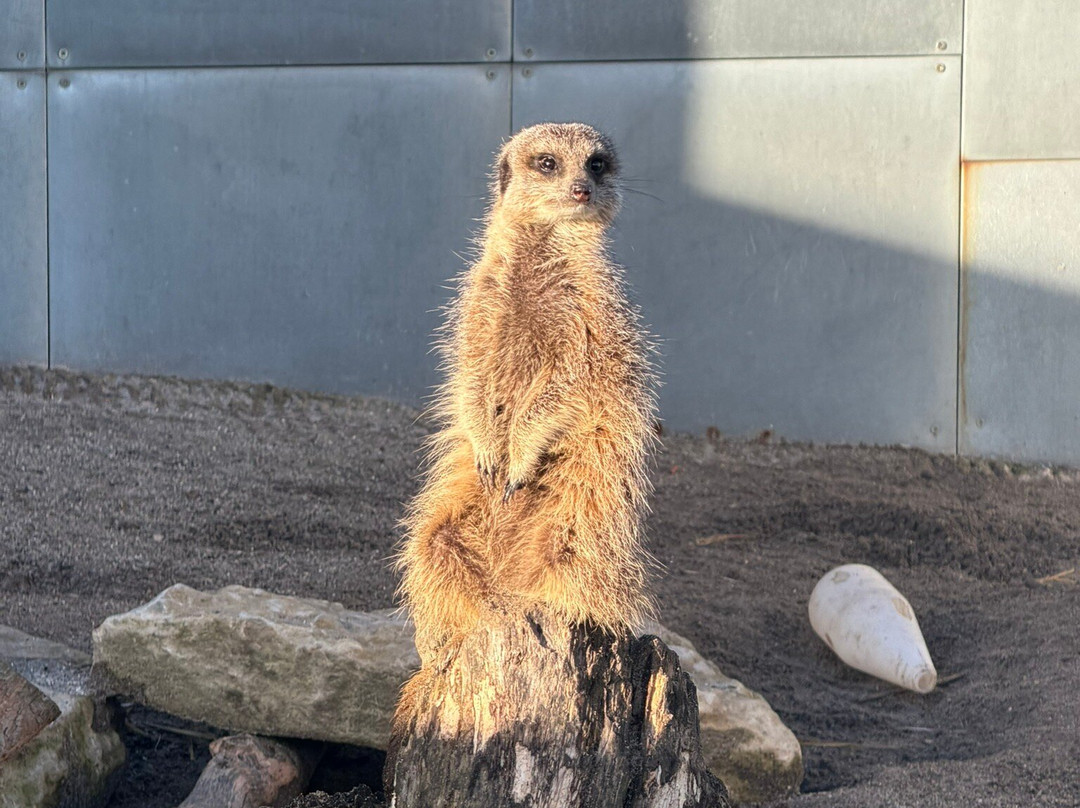 Chew Valley Animal Park-Chew Magna必去景点