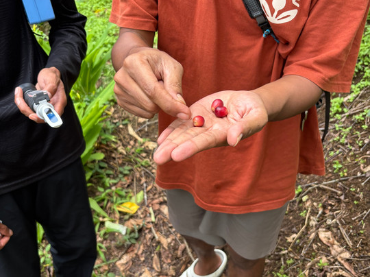 Micofam Lombok Coffee-Sapit必去景点