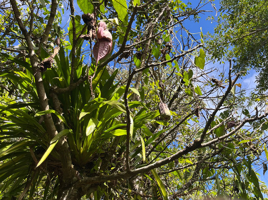 Monteverde Orchid Garden-圣埃伦娜必去景点