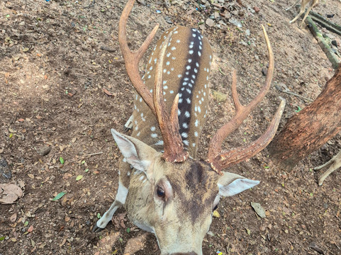 Moi Ceylon Tours-Rajagiriya必去景点