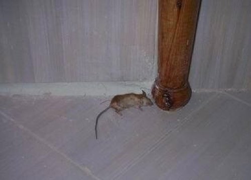 Centro Città Bianca-官方