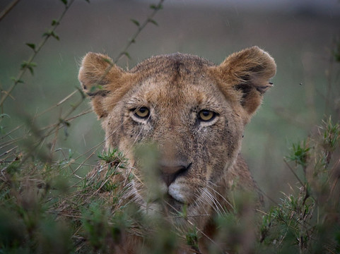 Tanganyika Expeditions-阿鲁沙必去景点