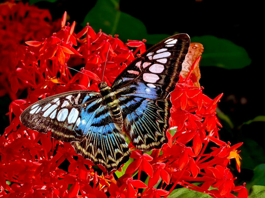 蟲鳴大地-巴巷海滩必去景点