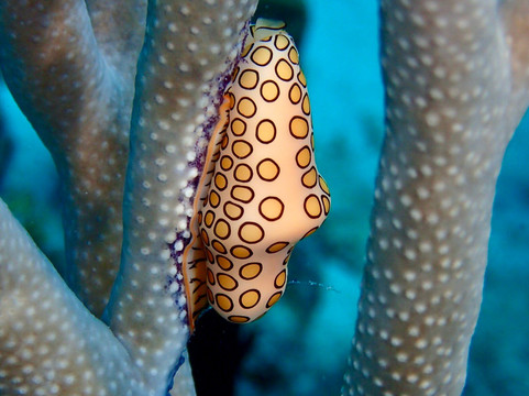 Wannadive Bonaire-Kralendijk必去景点