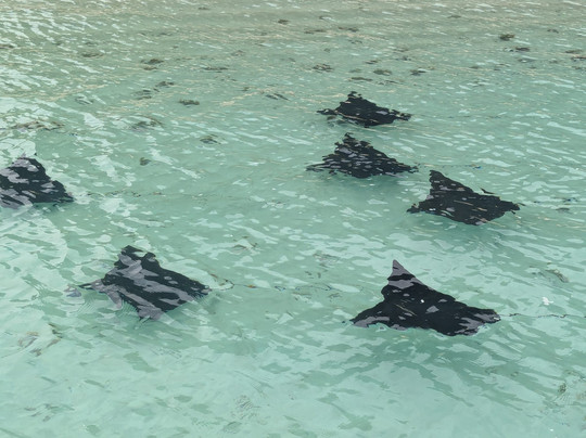 Dadou Excursion-阿尔比恩必去景点