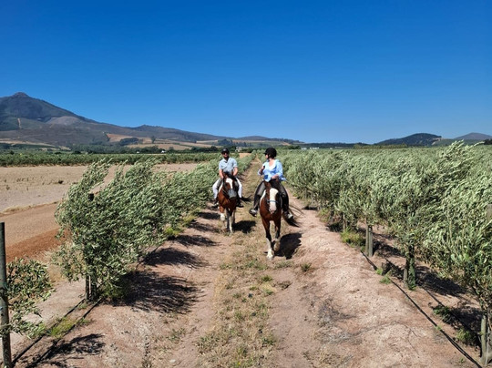Cape Winelands Riding-Simondium必去景点