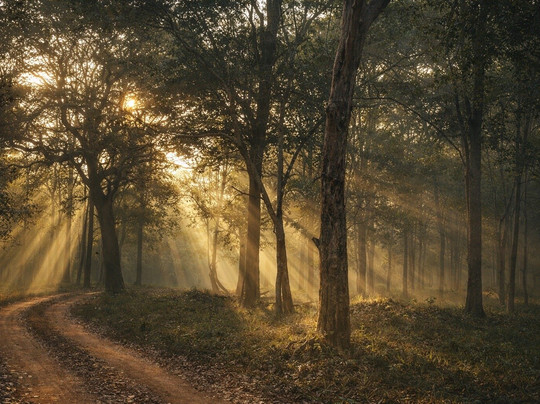 Bhadra Wildlife Sanctuary-契克马加卢必去景点