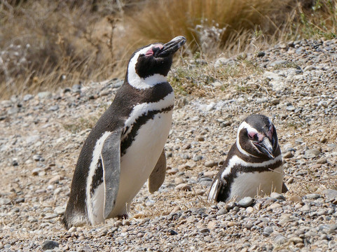 Puerto Madryn Cruise Port