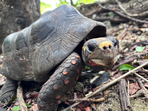 Barbados Wildlife Reserve-Saint Peter Parish必去景点