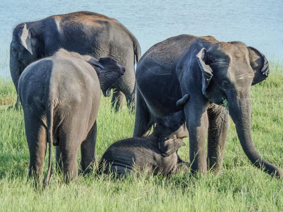 Wild vibe Lanka safari-哈巴拉娜必去景点