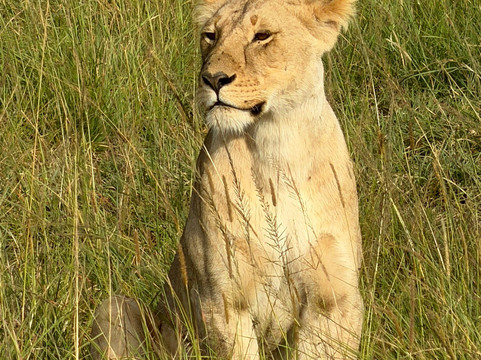 Join African  Savanah-Karen必去景点