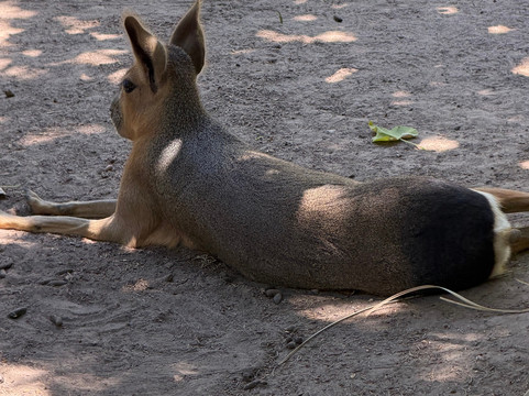 Eco Parque-布宜诺斯艾利斯必去景点
