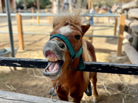 Camel Park-玛佐托斯必去景点