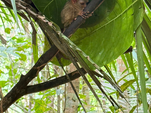 眼镜猴保护区-Bilar必去景点
