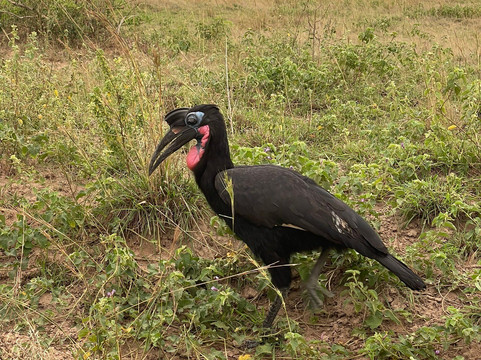 Truevine Safaris-坎帕拉必去景点