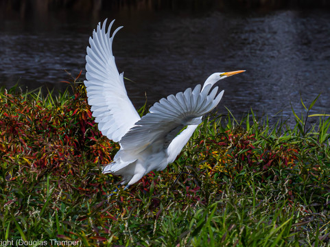 St. John's River Eco Tours, LLC-DeBary必去景点