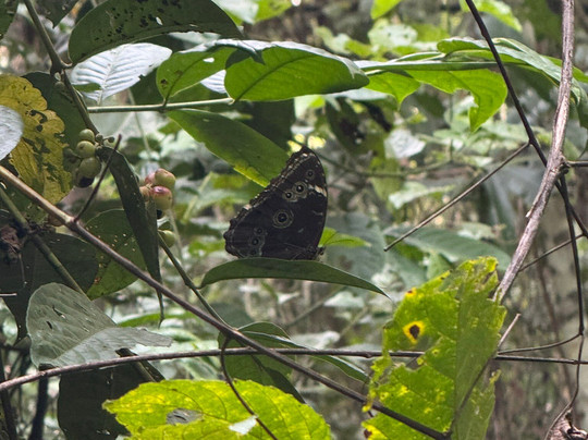 Amazon Experience-伊基托斯必去景点