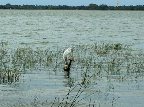 Flameback Eco Lodge主图