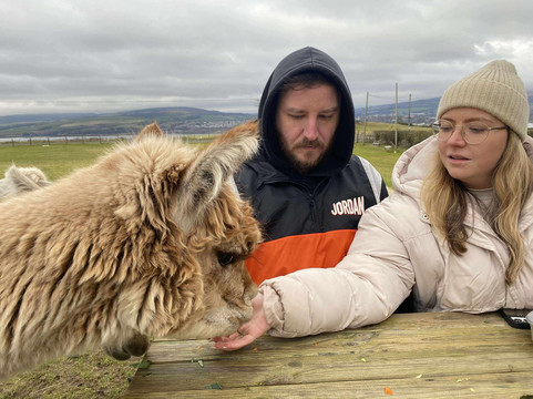 Larch Green Alpacas-格拉斯哥必去景点