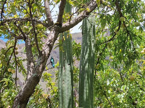 San Pedro Healing Ollantaytambo-奥扬泰坦博必去景点