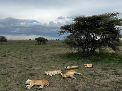 Lomo Tanzania Safari-阿鲁沙必去景点