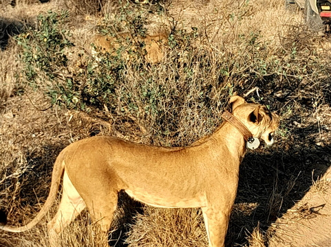 Rhino Africa Safaris-开普敦中心区必去景点