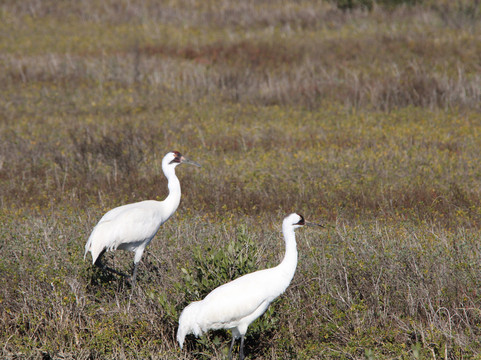 Rockport Birding and Kayak Adventures-罗克波特必去景点