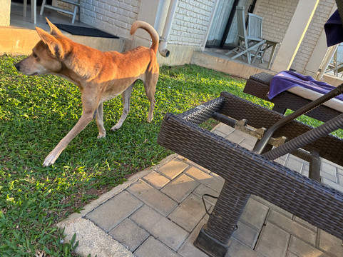 海豚俱乐部酒店