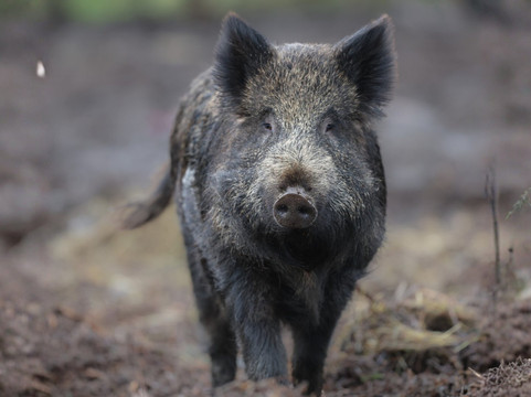 Wild Ireland-Burnfoot必去景点