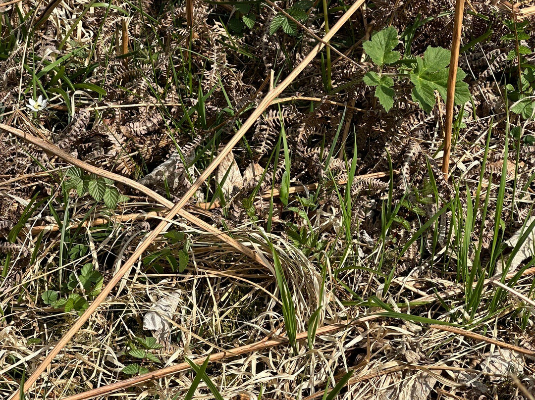 Grass Wood Nature Reserve-Grassington必去景点