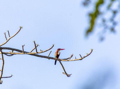 Khaoyai Jungle Tour and Photographer by Guide Jay-北冲县必去景点