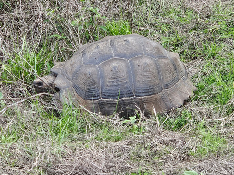 Sierra Negra-伊莎贝拉岛必去景点