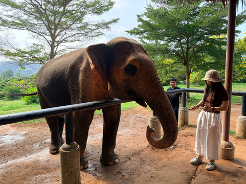 Samui Elephant Sanctuary-波普特必去景点
