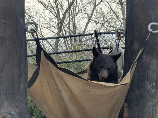 哥伦布动物园-Powell必去景点