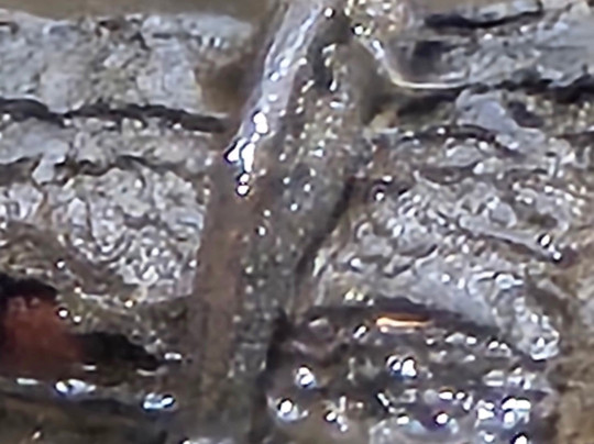 Bentota Travel Mart-班托塔必去景点