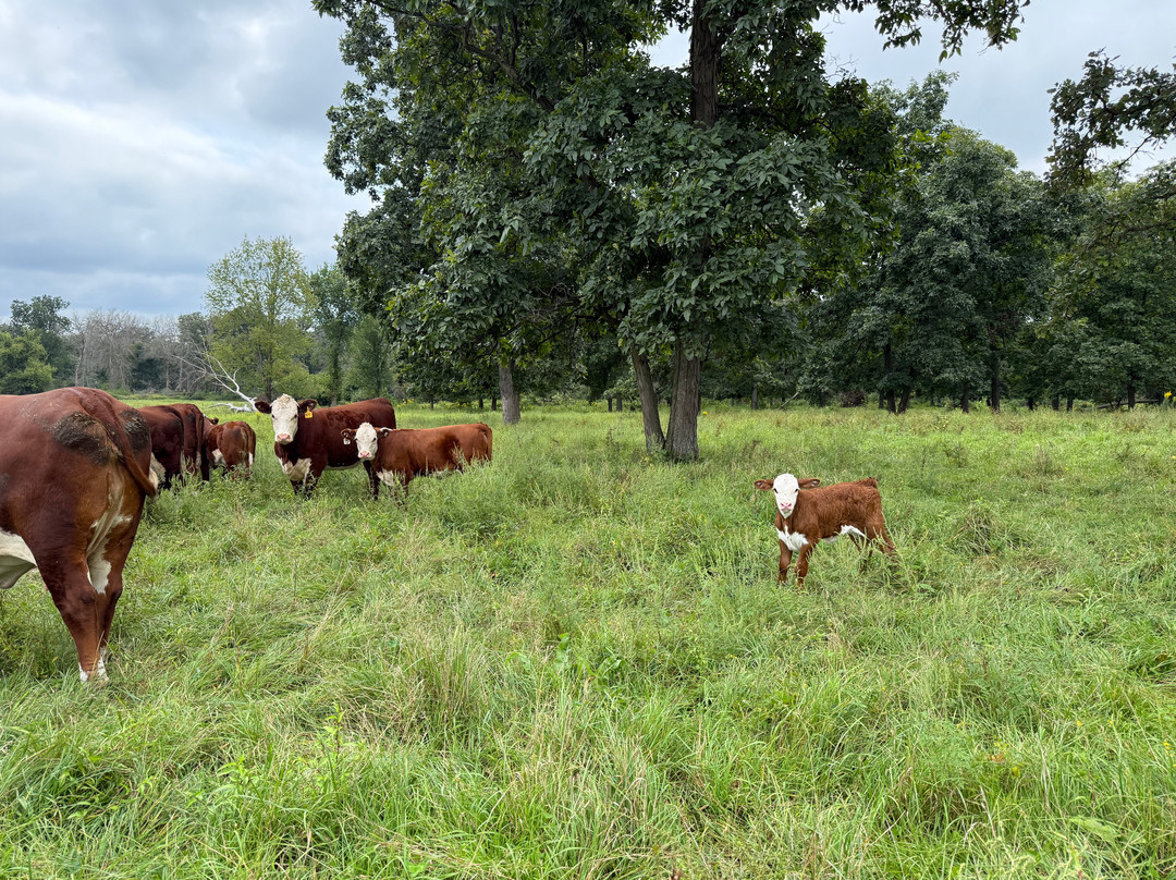 Hawkeye旅游景点-Hawkeye Buffalo & Cattle Ranch