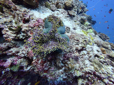 Bubbles Diving Center-Gulhi Island必去景点