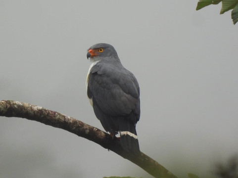 Bijagua Rainforest - Tours-Bijagua de Upala必去景点