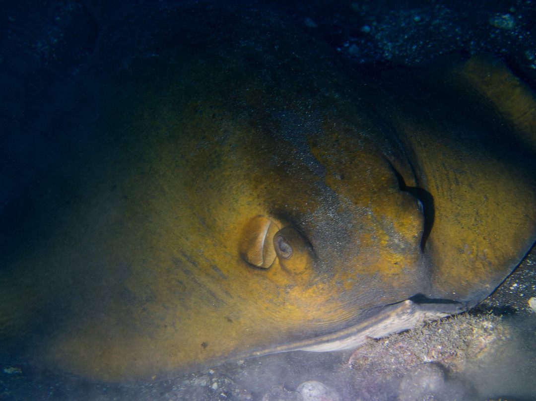 Diving Angel Tenerife-洛斯·吉甘特斯必去景点
