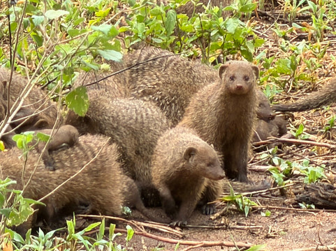 Lake Manyara-Lake Manyara National Park必去景点