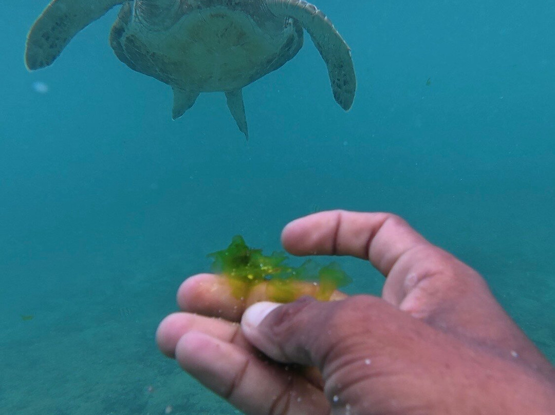 Hiru's turtle vibe-Thalaramba必去景点