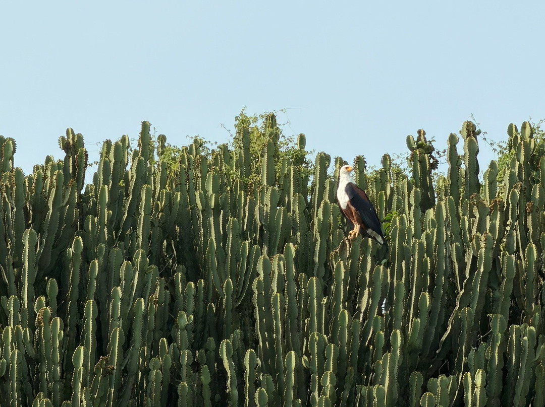 Albrieux Africa Tours Uganda Ltd-坎帕拉必去景点