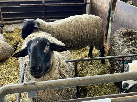 World Sheep Museum-士别市必去景点