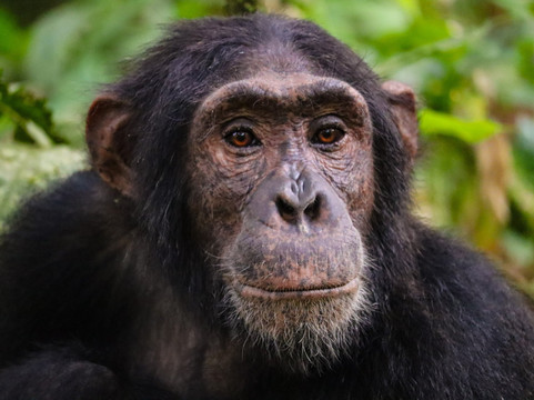 Nkuringo Safaris-布恩迪难以穿越的国家公园必去景点