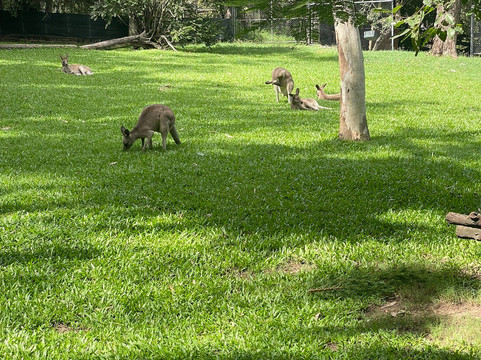 Rockhampton Zoo-罗克汉普顿必去景点