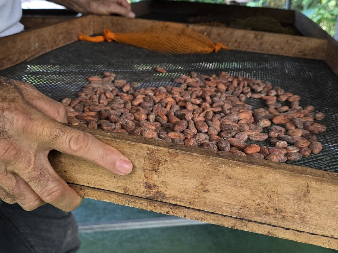 Chocolate Sibaeli-San Rafael de Guatuso必去景点