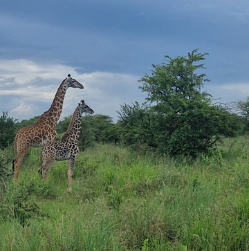 Zara Tanzania Adventures-莫西必去景点